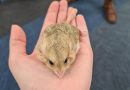 Proud Youth Nuneaton animal encounter experience