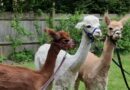 Alpaca experience at our Proud Youth group