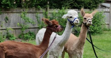 Alpaca experience at our Proud Youth group